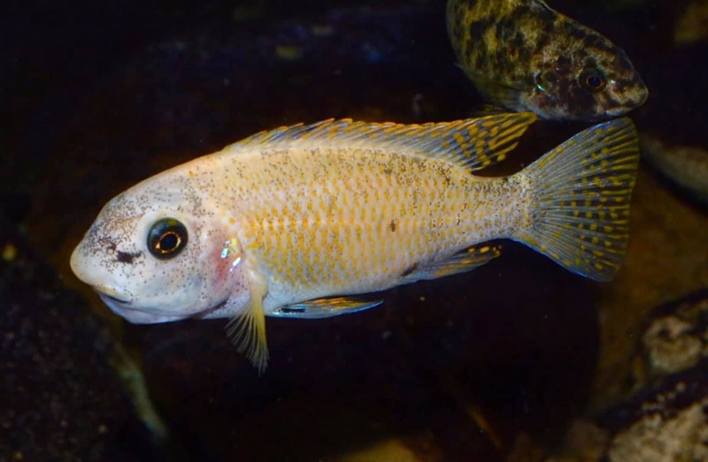 Labeotropheus fuelleborni 'Thumbi West Island'
